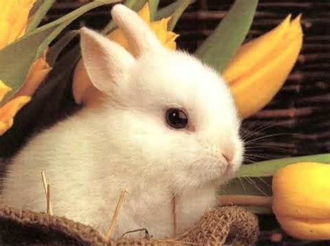 Buona Pasqua